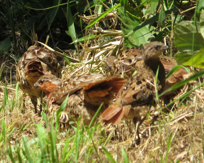 �R�W���P�C�t�@�~���[