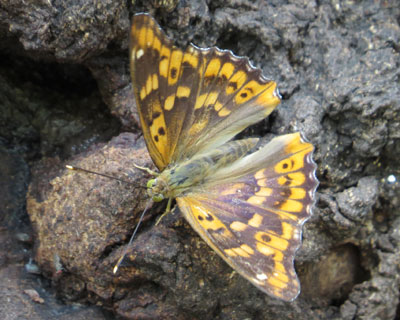 ���t�̃R�����T�L