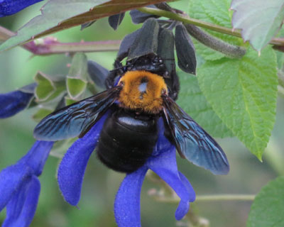 �d�����ȃN�}�o�`