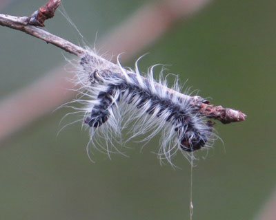 �����N���V���`�z�R����