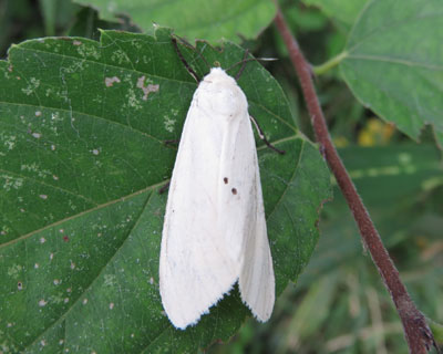 �I�r�q�g���H