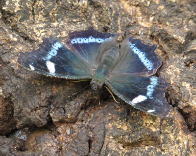 ���t�̃����^�e�n