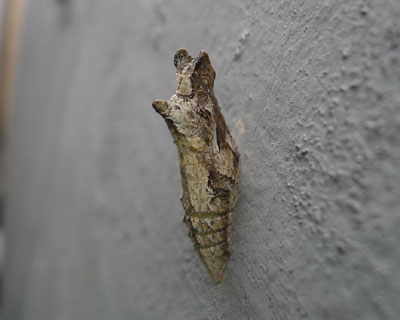 ������匂�����