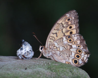 ���t�����R���D���ȃT�g�L�}�_���q�J�Q