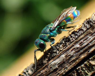 ���c�o�Z�C�{�E