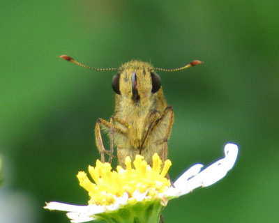 �C�`�����W�Z�Z��