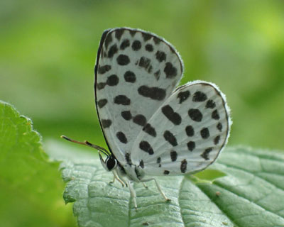 �S�C�V�V�W�~