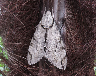 ���Ԃ�V���t���X�Y��