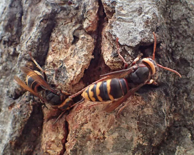 ���t�̃����X�Y���o�`