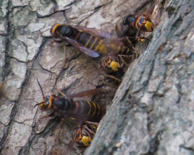 �����̃����X�Y���o�`