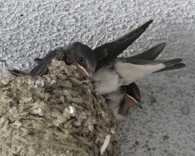 �����Ԉ�����c�o���q�i