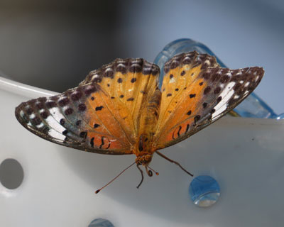 �c�}�O���q���E����