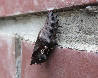 �c�}�O���