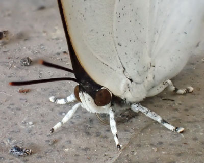 �E���M���V�W�~�̊�