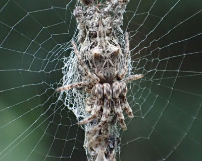 �؂�ڂ��킩��ɂ����S�~�O��