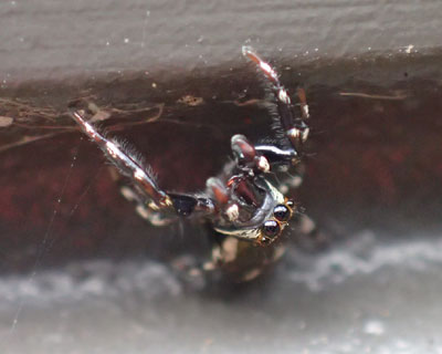 �C�i�Y�}�n�G�g�������