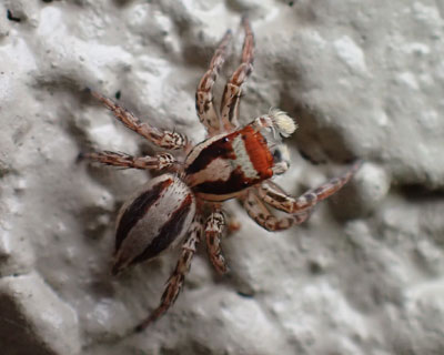 �I�X�N���n�G�g�������n�Y�n�G�g���H