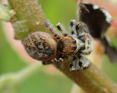 �l�R�n�G�g���H