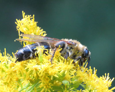 �L���P�n���i�K�c�`�o�`�H