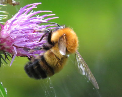 ���ӂ��Ӄg���}���n�i�o�`