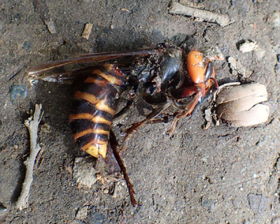 �I�I�X�Y���o�`�����