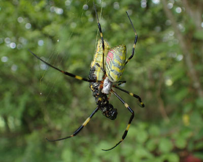 �C�����V��H�ׂ�W�����E�O��