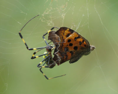 �L�^�e�n��H�ׂ�