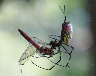 �ԂƂ�ڂ�H�ׂ�