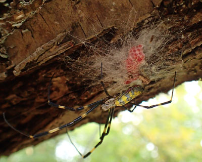 �C�N�����Y��ł��ڂ񂾃W�����E�O��