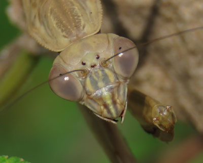 �����J�����ڐ�