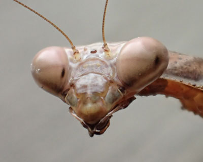 ����͂��Ԃ�R�J�}�L��