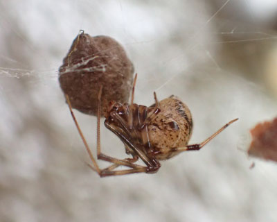 �I�I�q���O���Ɨ��X