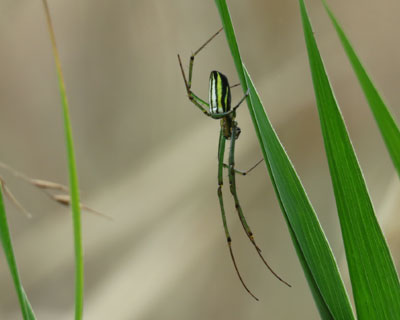 �V���J�l�O���̂ǂꂩ