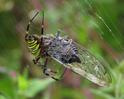 �Z�~��H�ׂ�i�K�R�K�l�O��