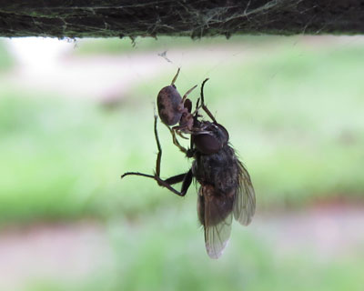 �n�G��߂܂������������N��