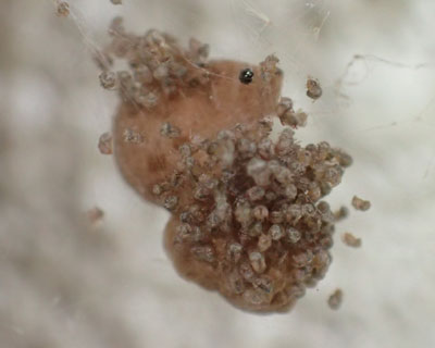 ���g�������o�Ă�