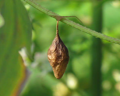 �I�I�g���m�t���_�}�V�̗��X