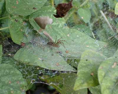 �x�[���̉ƂɏZ�ރN��