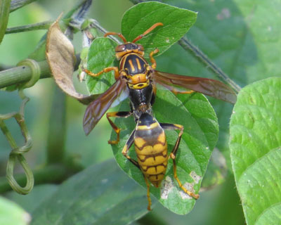 �Z�O���A�V�i�K�o�`����