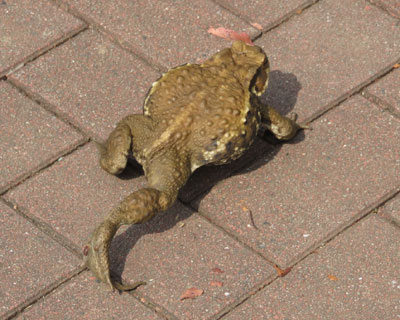 ��������҂ŋ������q�L�K�G��