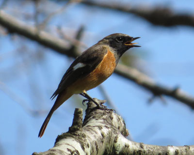 ���N�͏��Ȃ��W���r��