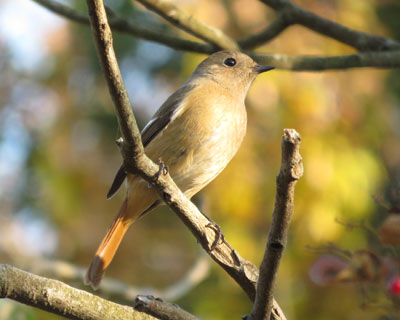 �W���r�q�͂悭����