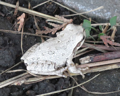 �����Ȃ��Ă݂��A�}�K�G��