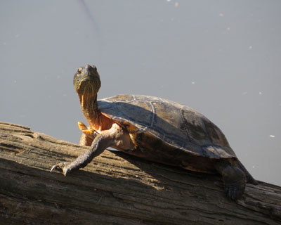 �J�����ڐ��̃J��