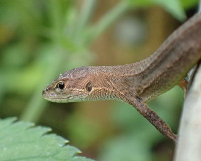 ���ڃJ�i�w�r