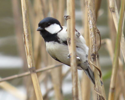 �����A�N���o�b�g�ȃV�W���E�J��