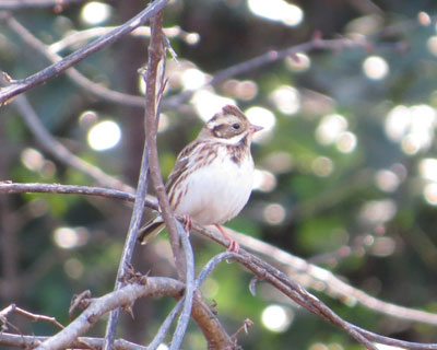 �Q���g�J�V���_�J