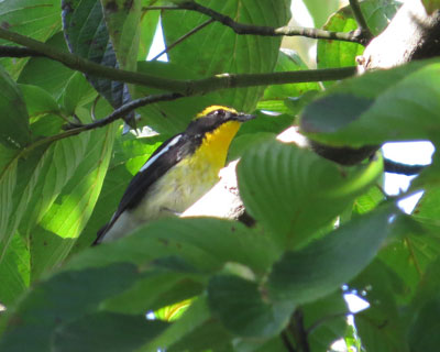 �H�̃L�r�^�L