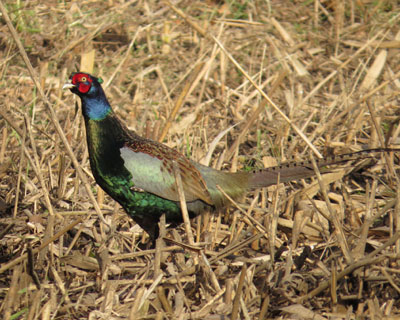 �h��Ȃ����ɓ��X�ƕ����L�W