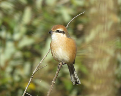 ���킢�����Y